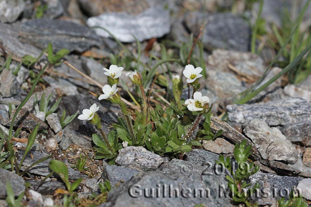 Saxifraga androsacea