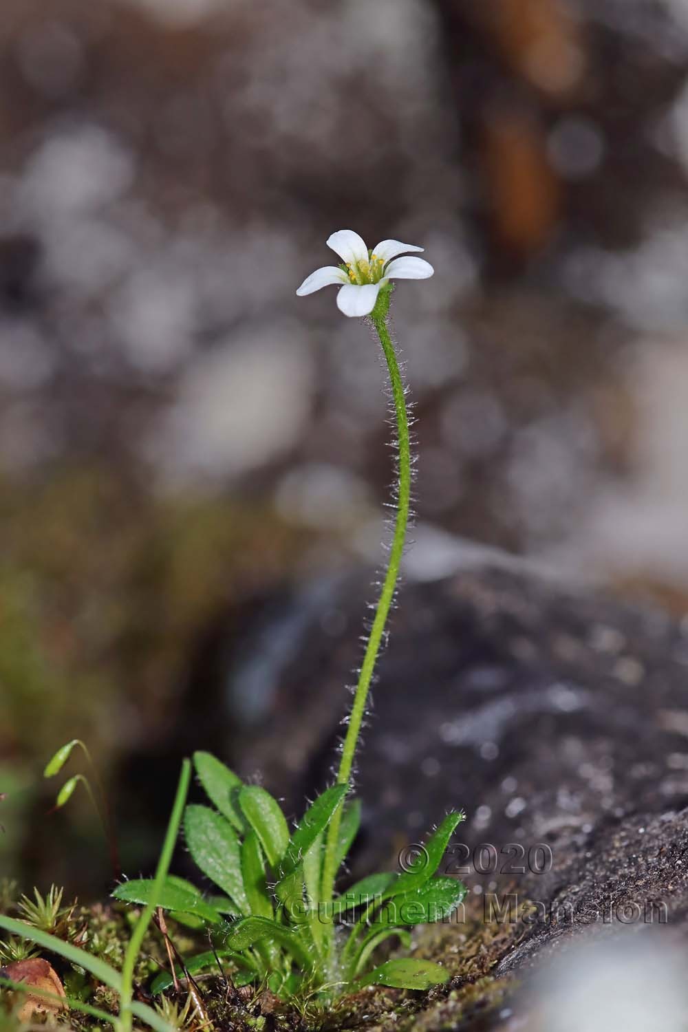 Saxifraga androsacea