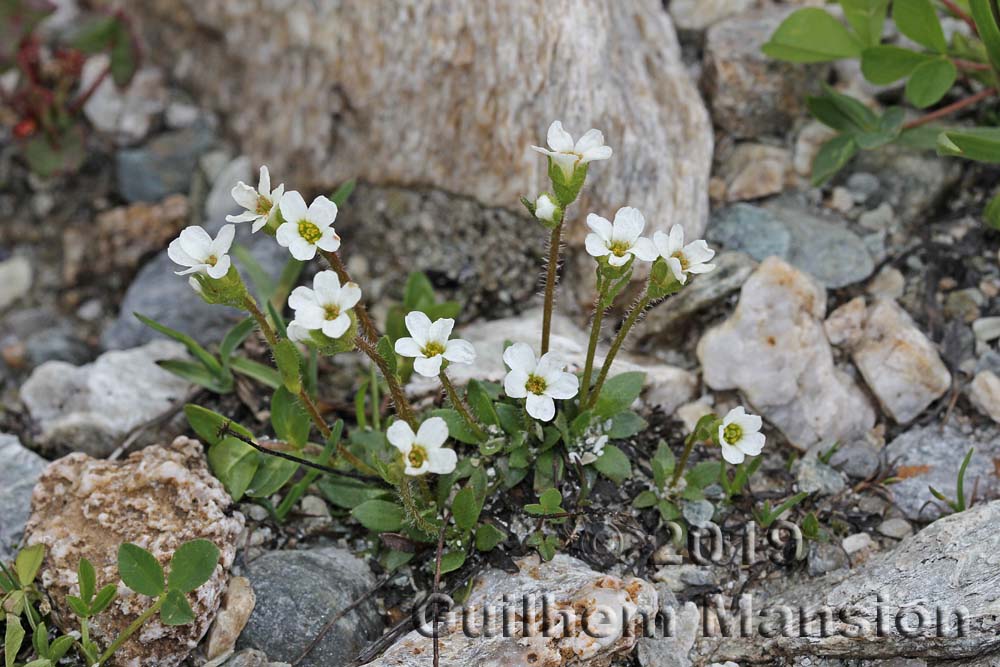 Saxifraga androsacea