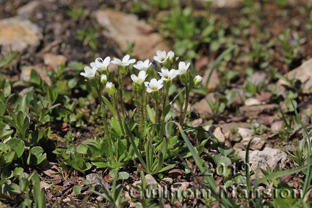 Saxifraga androsacea