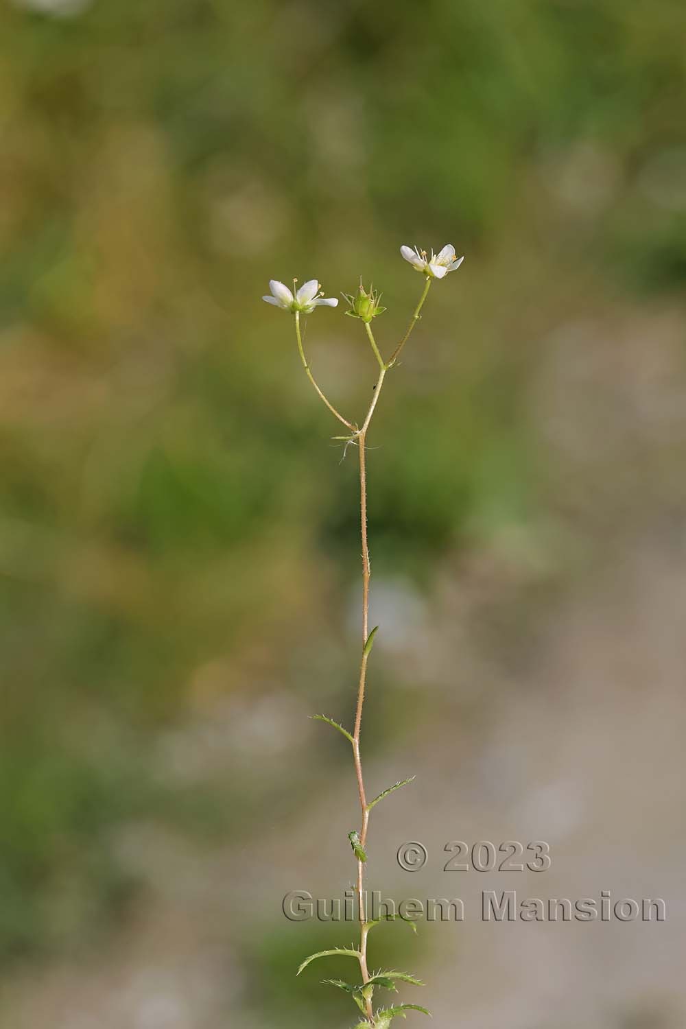 Saxifraga aspera