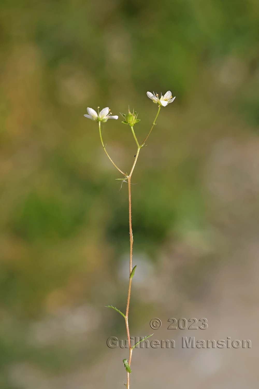 Saxifraga aspera