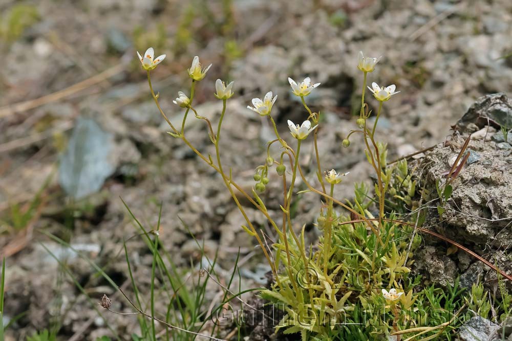 Saxifraga aspera