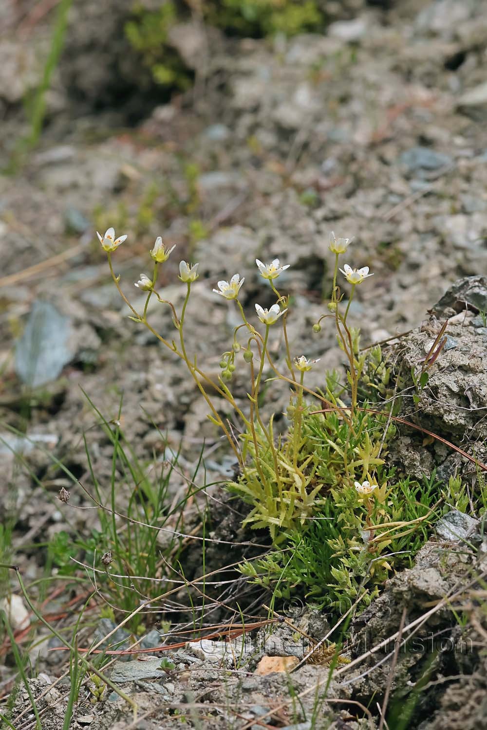 Saxifraga aspera