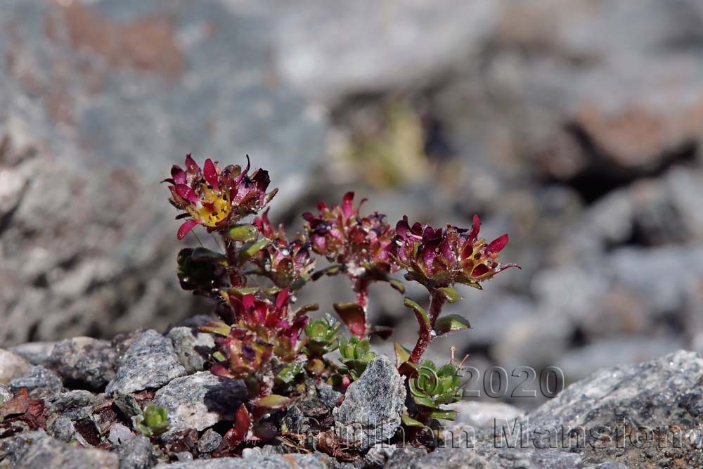 Saxifraga biflora