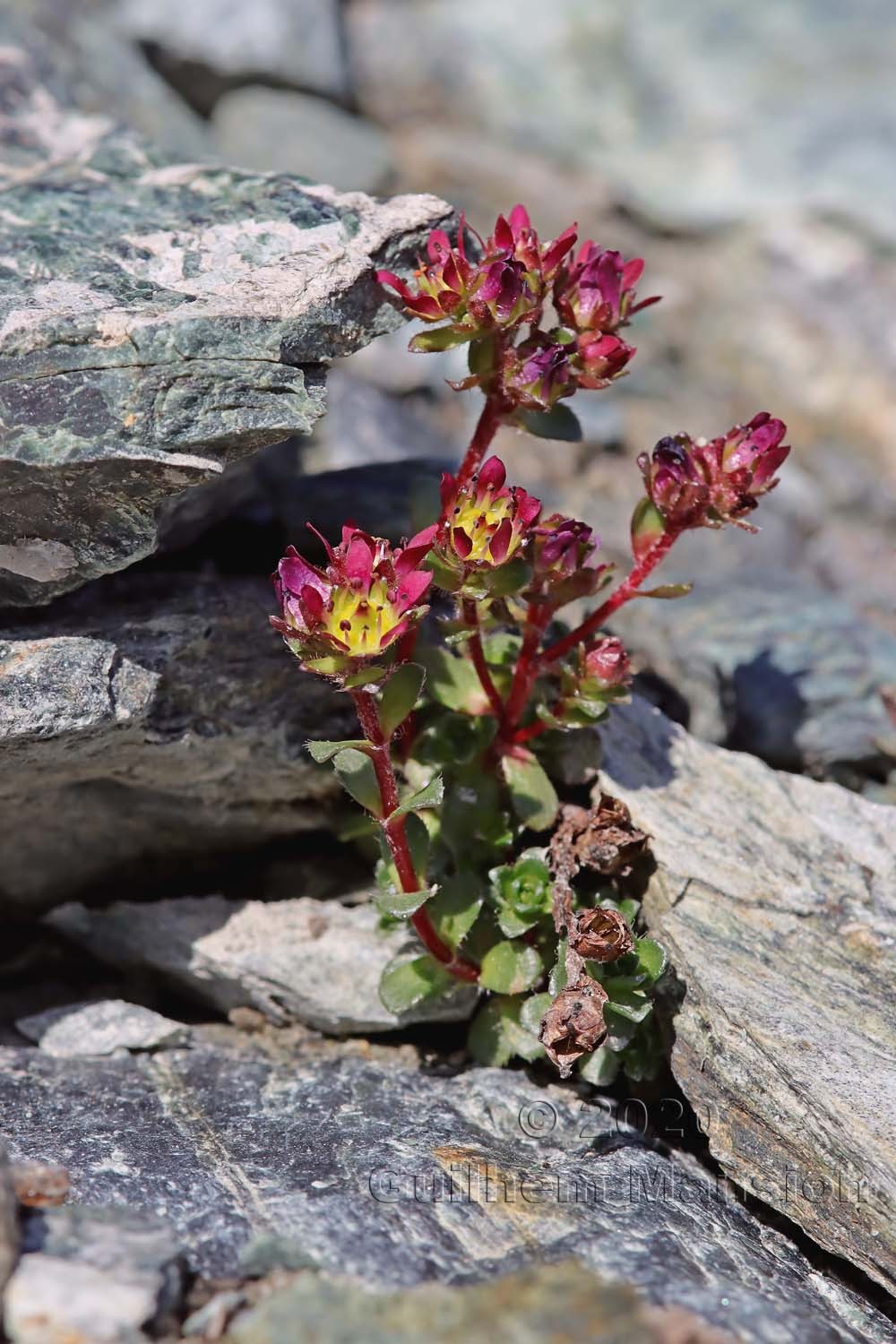 Saxifraga biflora