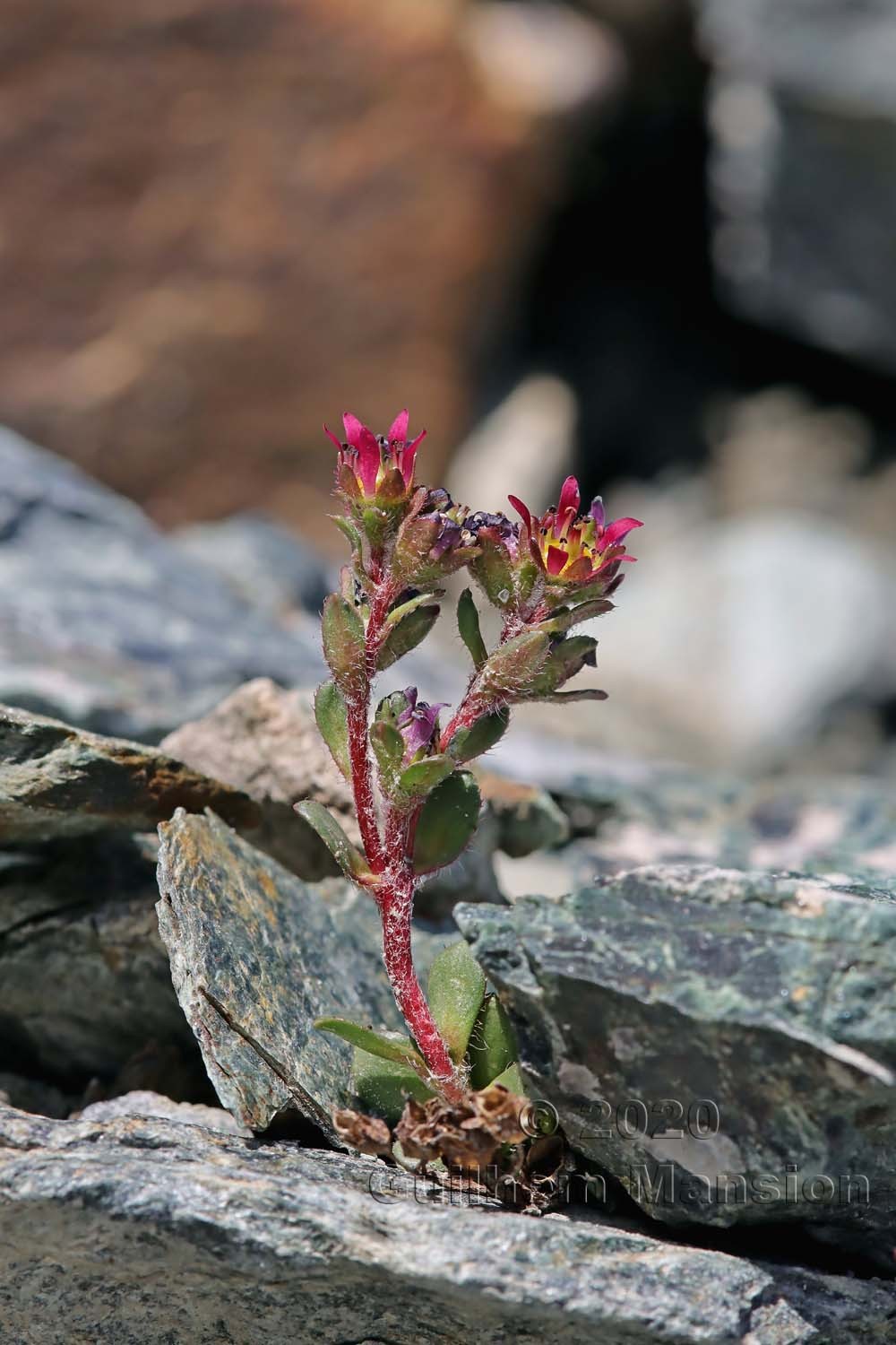 Saxifraga biflora