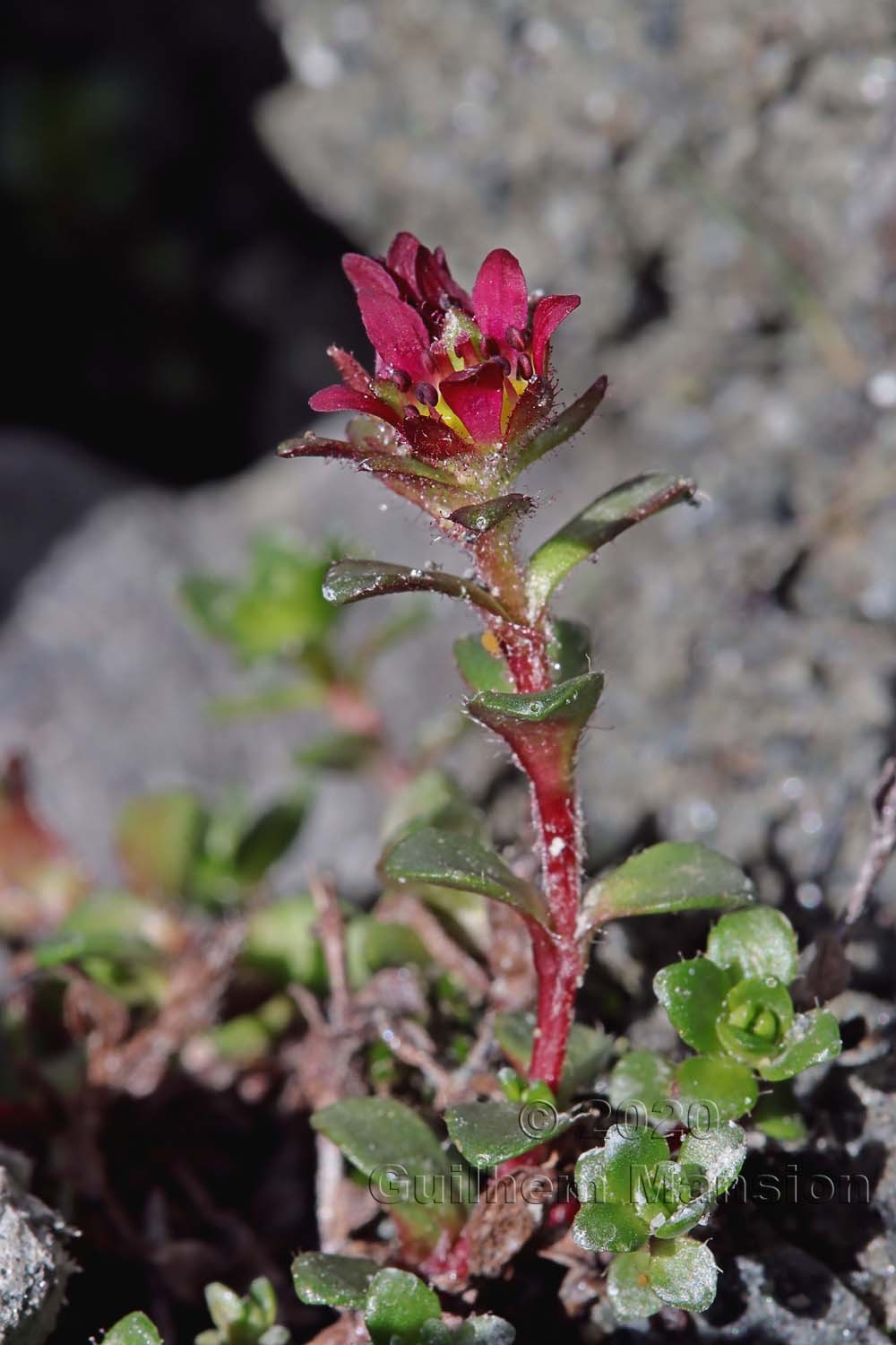 Saxifraga biflora