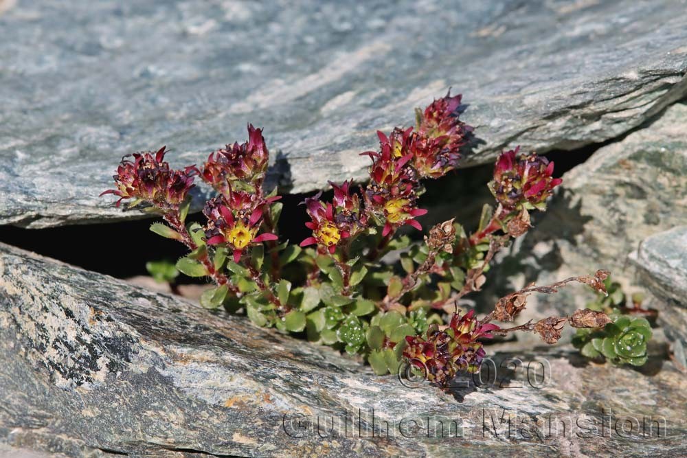 Saxifraga biflora