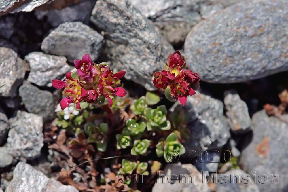 Saxifraga biflora