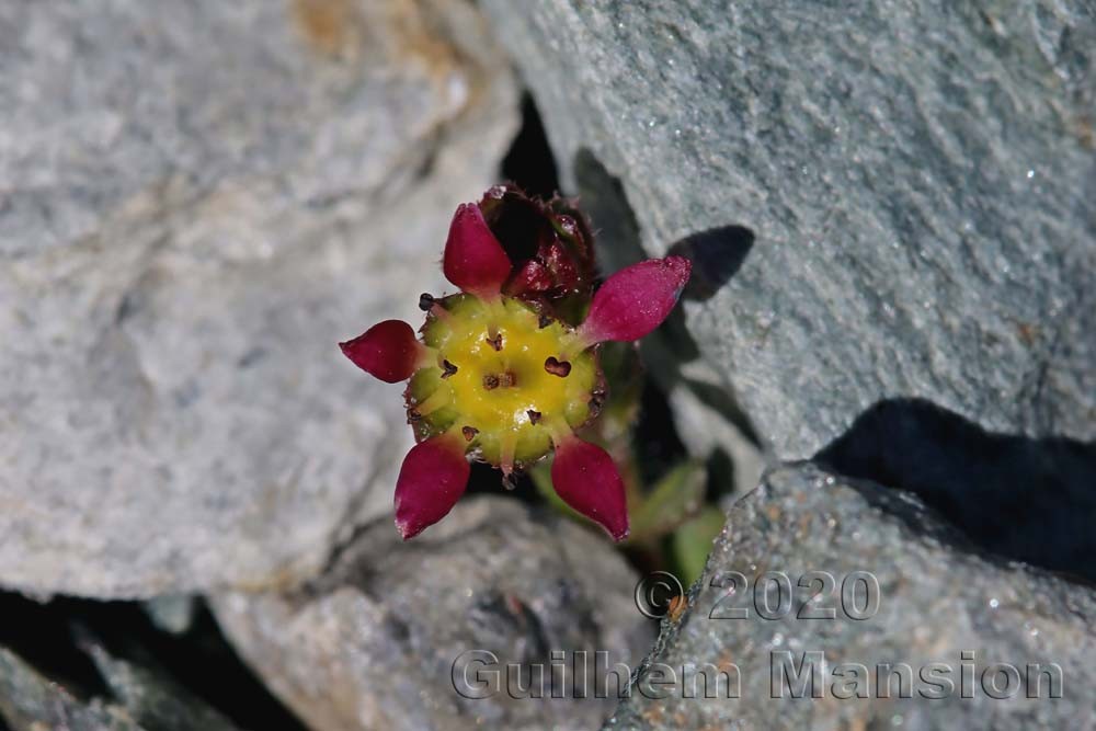 Saxifraga biflora