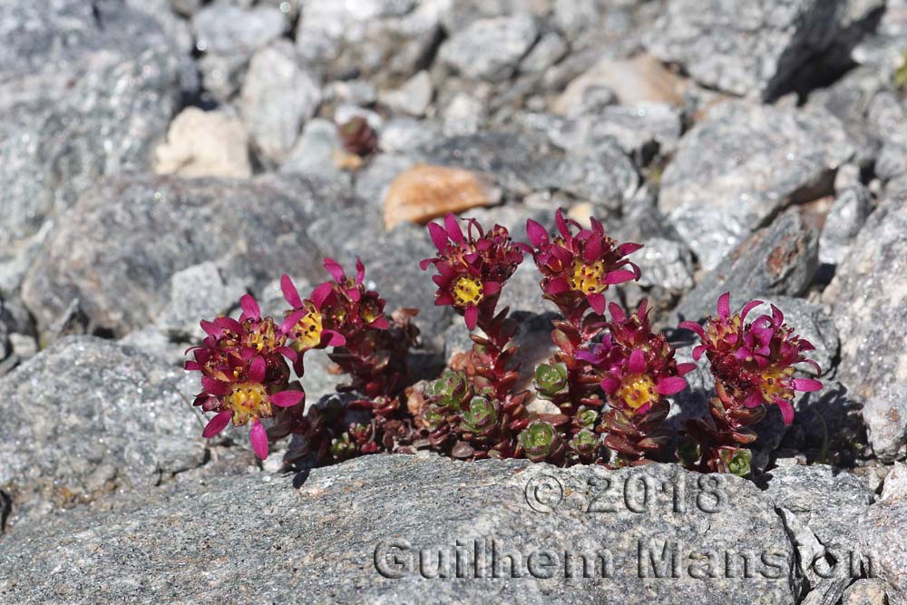 Saxifraga biflora