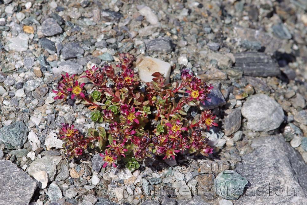 Saxifraga biflora