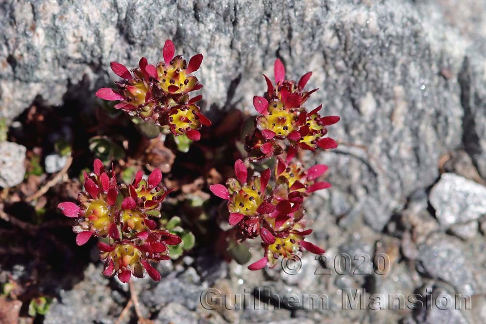 Saxifraga biflora