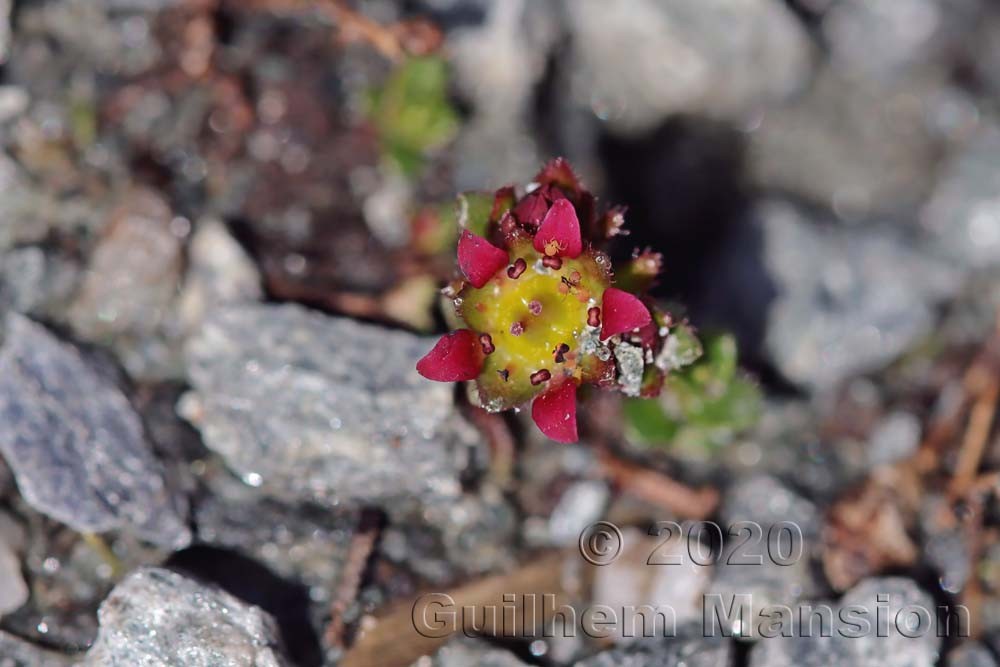 Saxifraga biflora