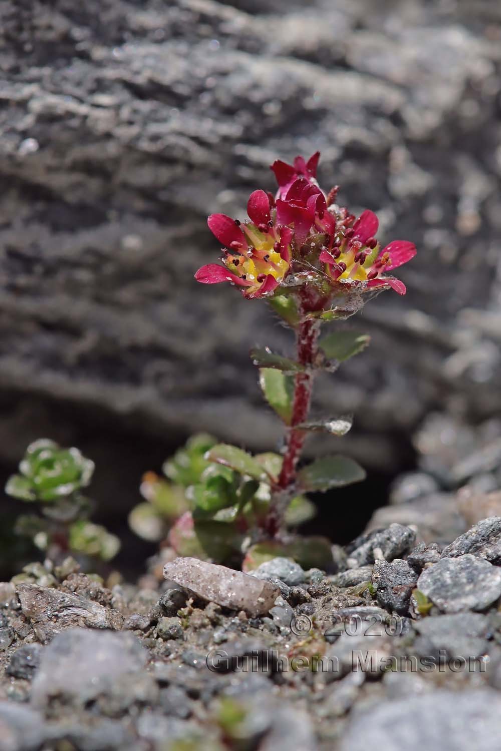 Saxifraga biflora