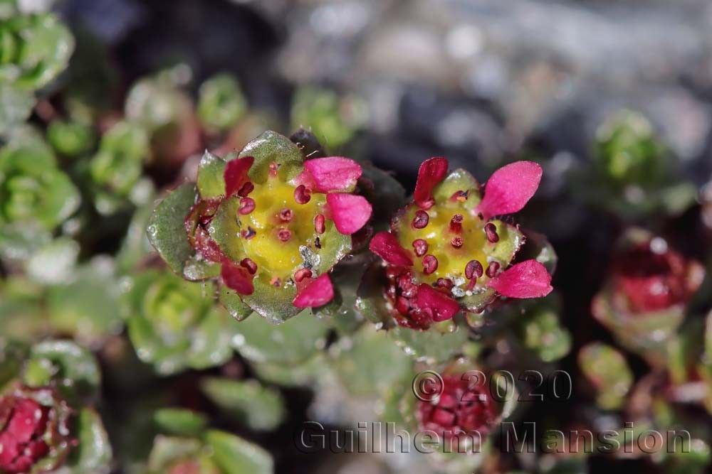 Saxifraga biflora