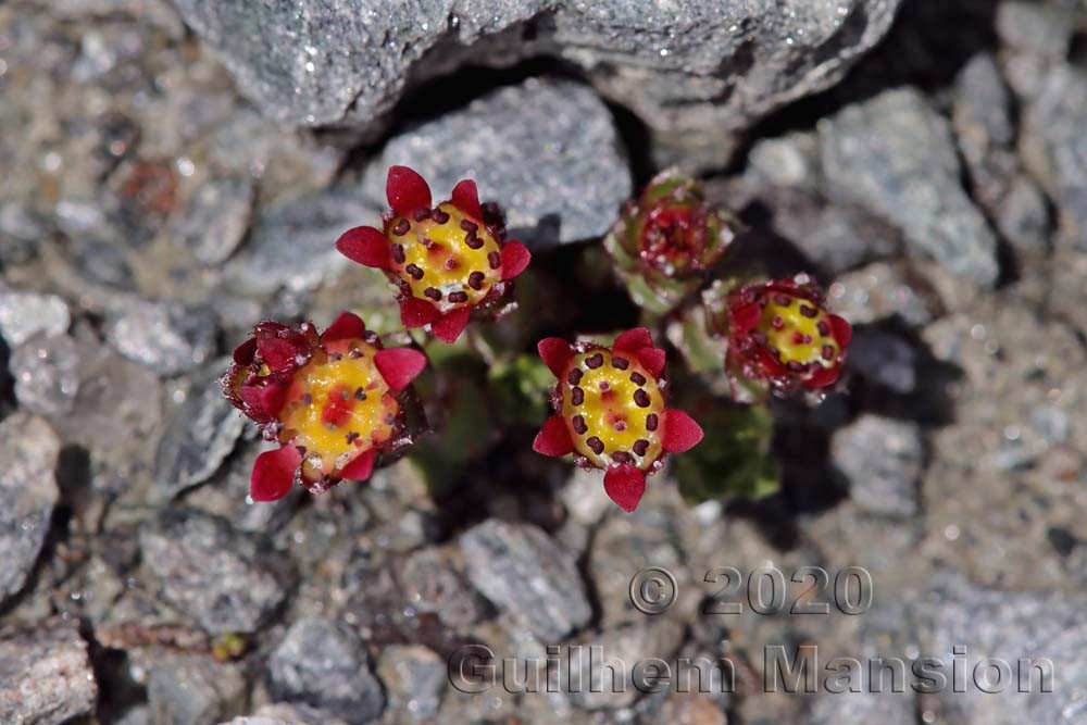 Saxifraga biflora