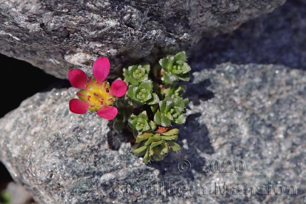 Saxifraga biflora