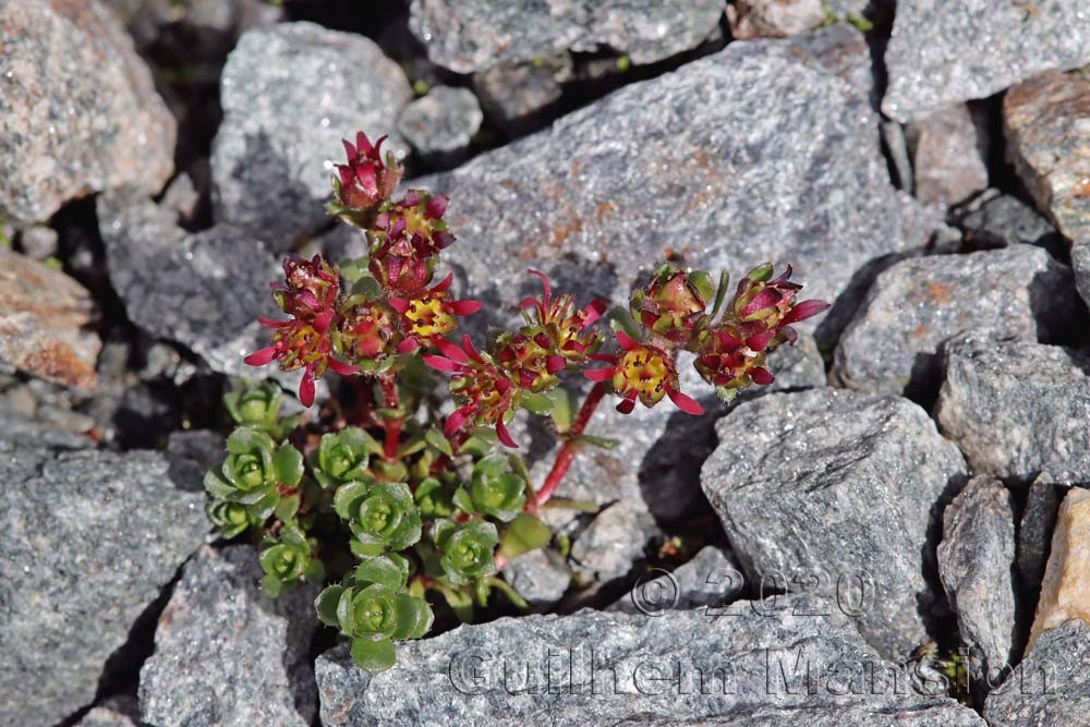 Saxifraga biflora