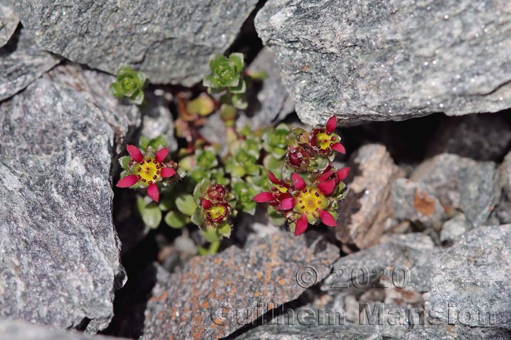 Saxifraga biflora