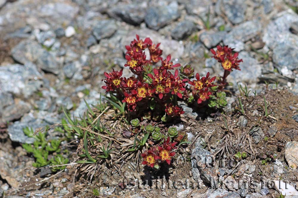 Saxifraga biflora