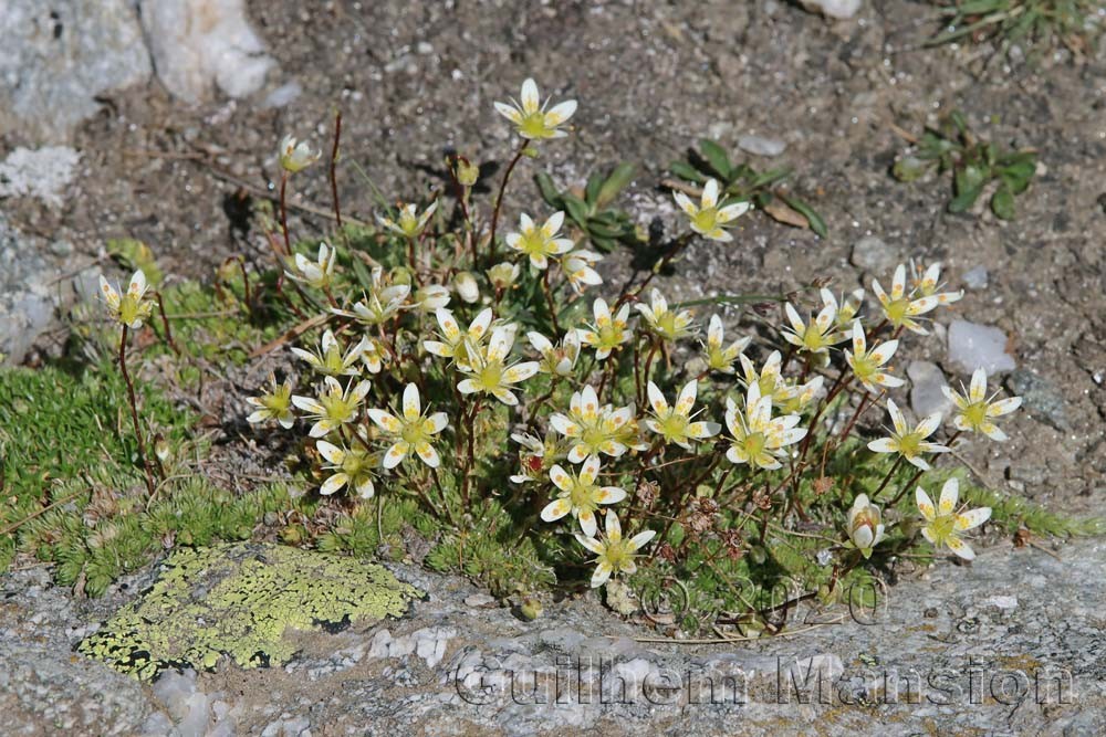 Saxifraga bryoides