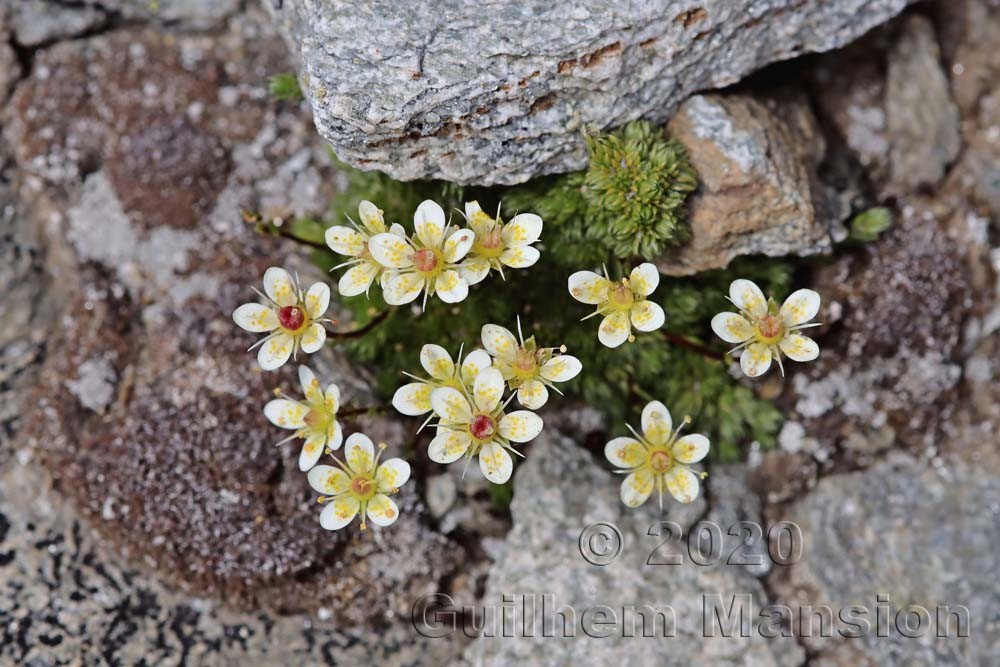 Saxifraga bryoides