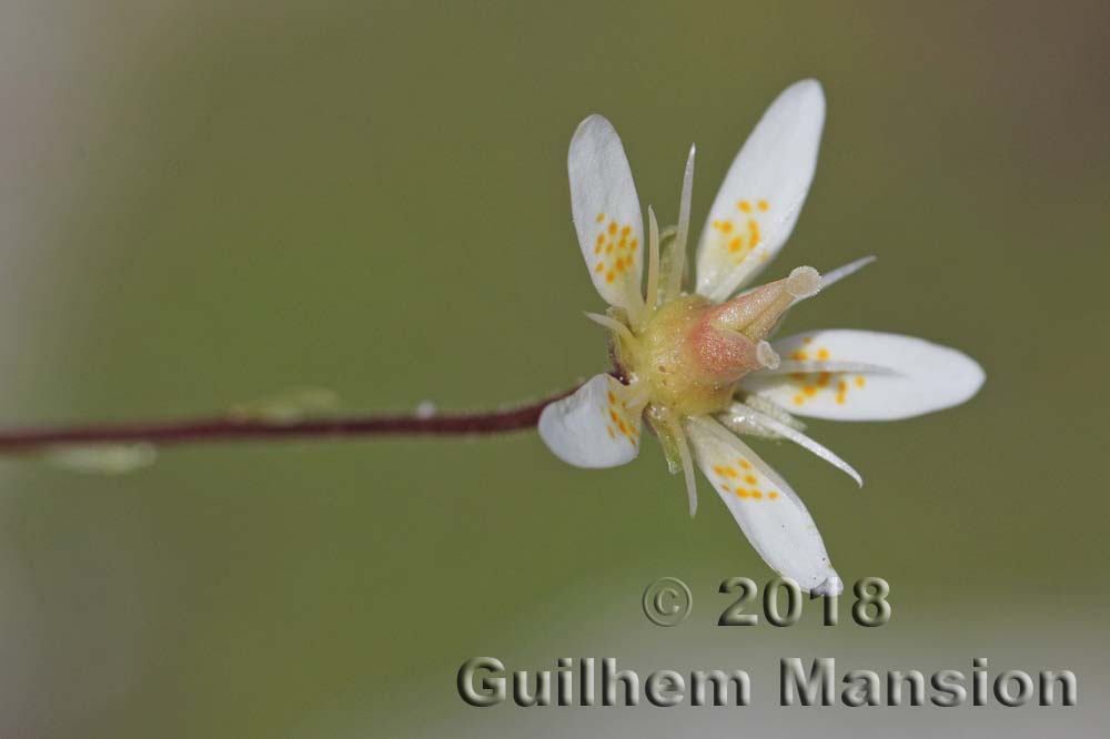 Saxifraga bryoides