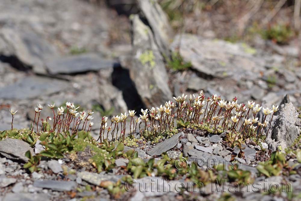 Saxifraga bryoides