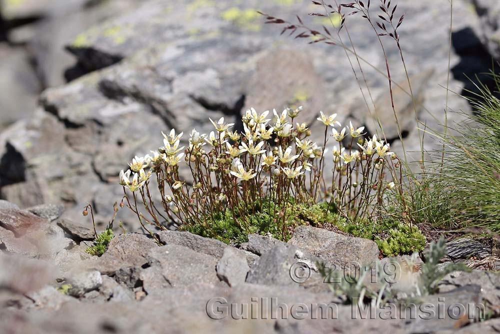 Saxifraga bryoides