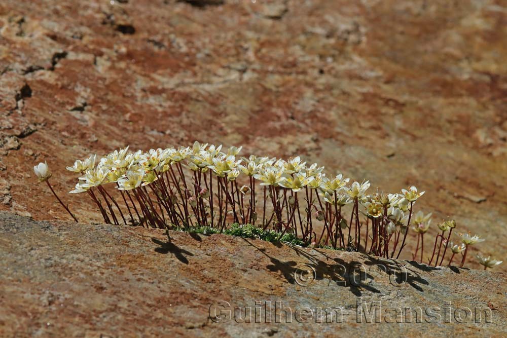 Saxifraga bryoides