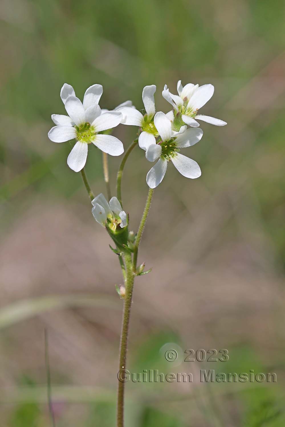 Saxifraga bulbifera