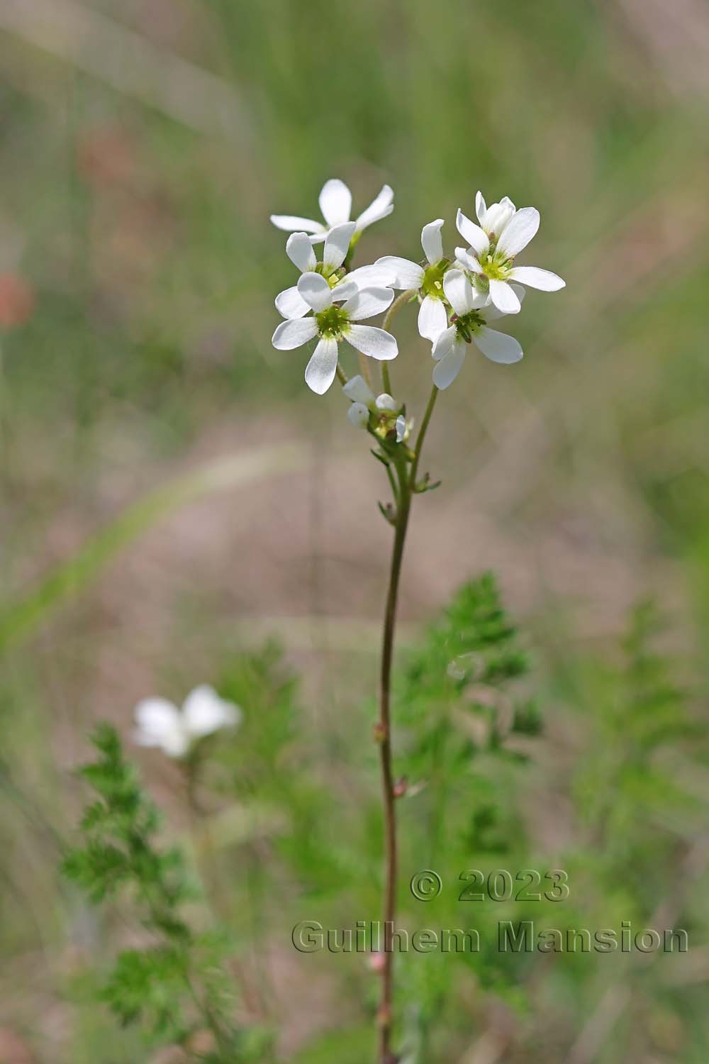 Saxifraga bulbifera