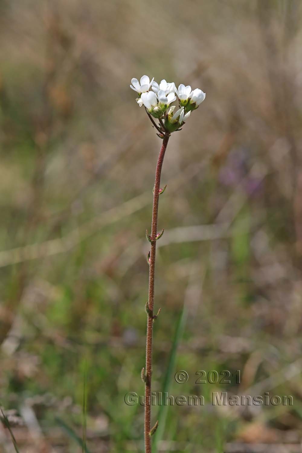 Saxifraga bulbifera