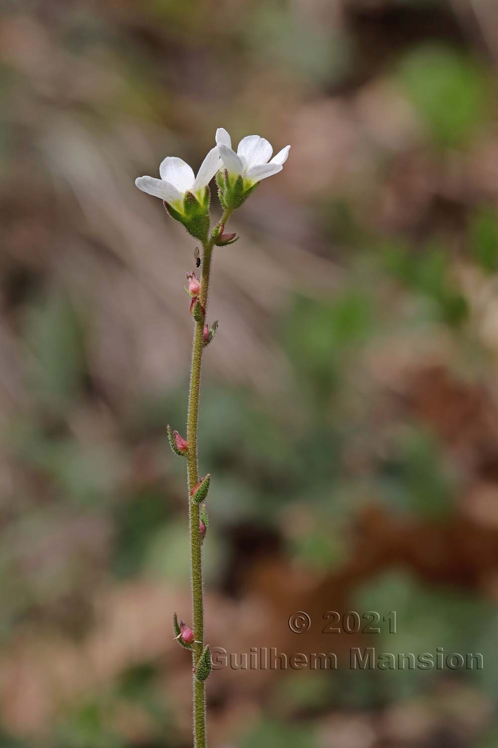 Saxifraga bulbifera