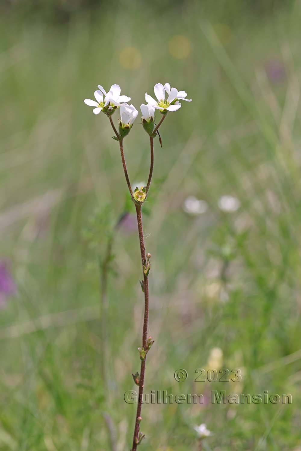 Saxifraga bulbifera