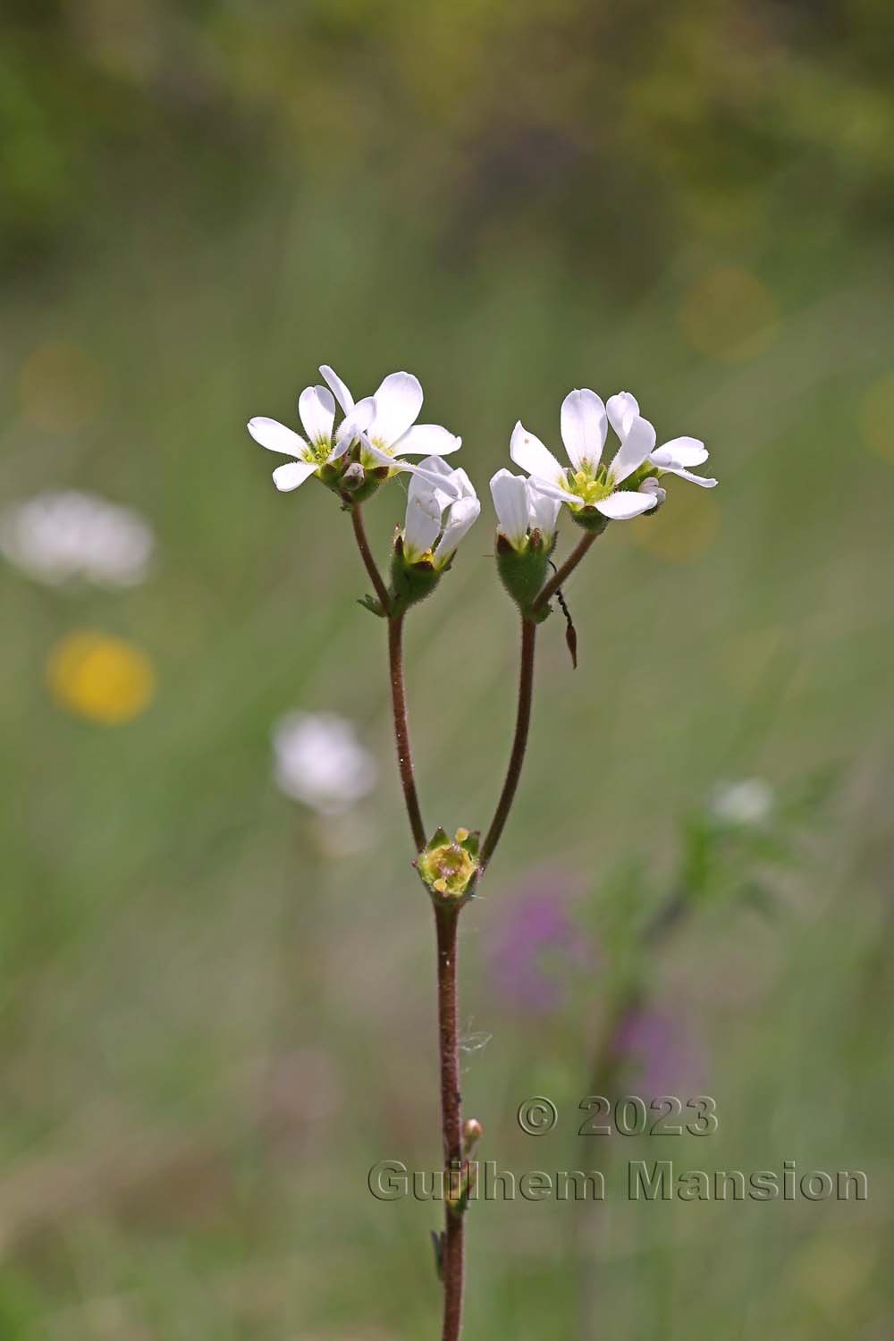 Saxifraga bulbifera