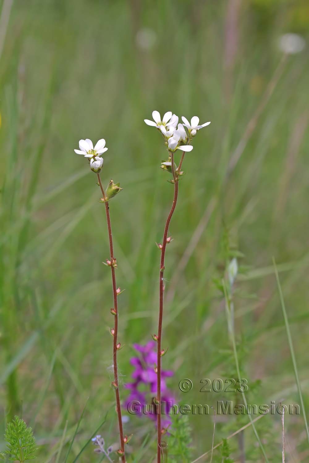 Saxifraga bulbifera