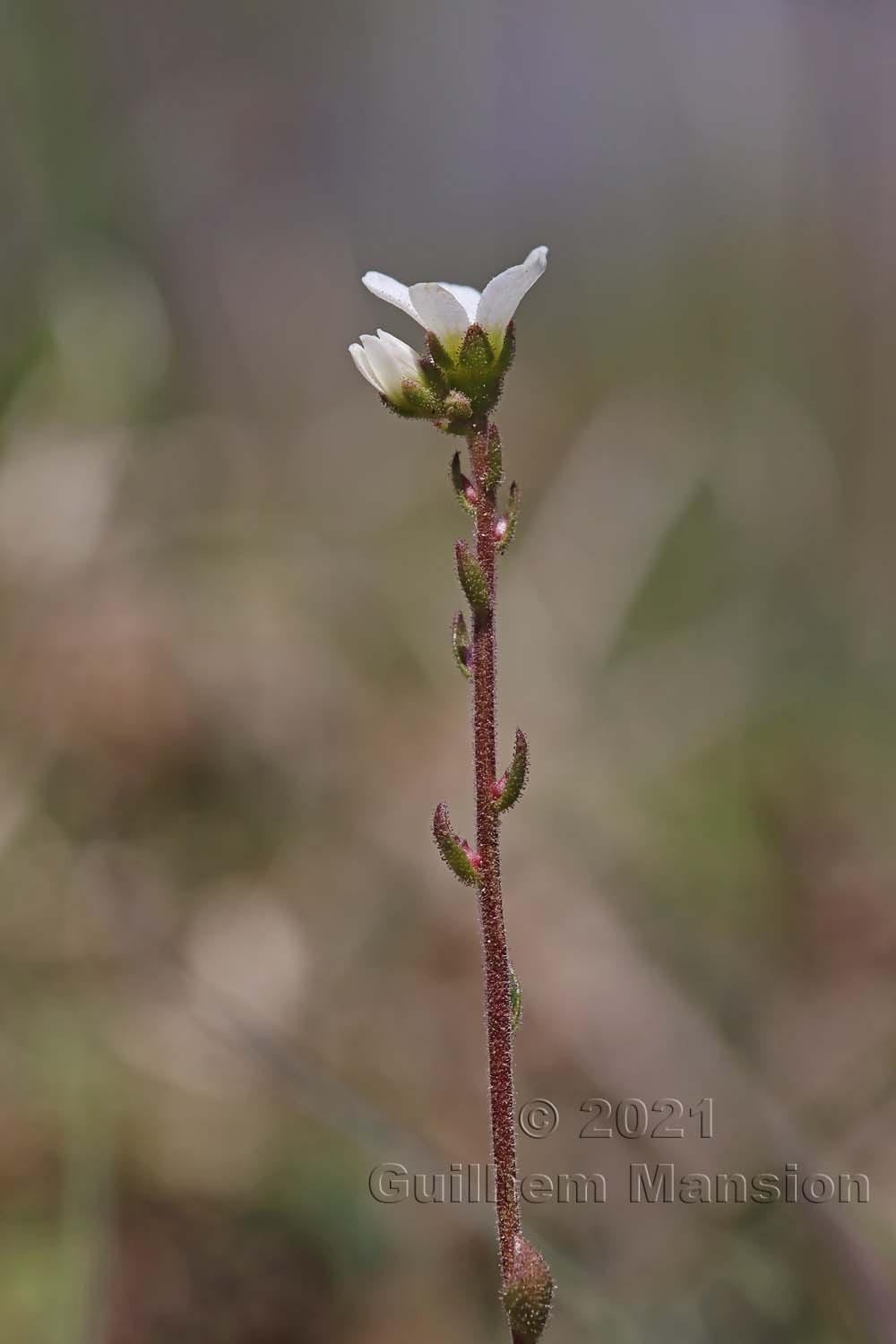 Saxifraga bulbifera