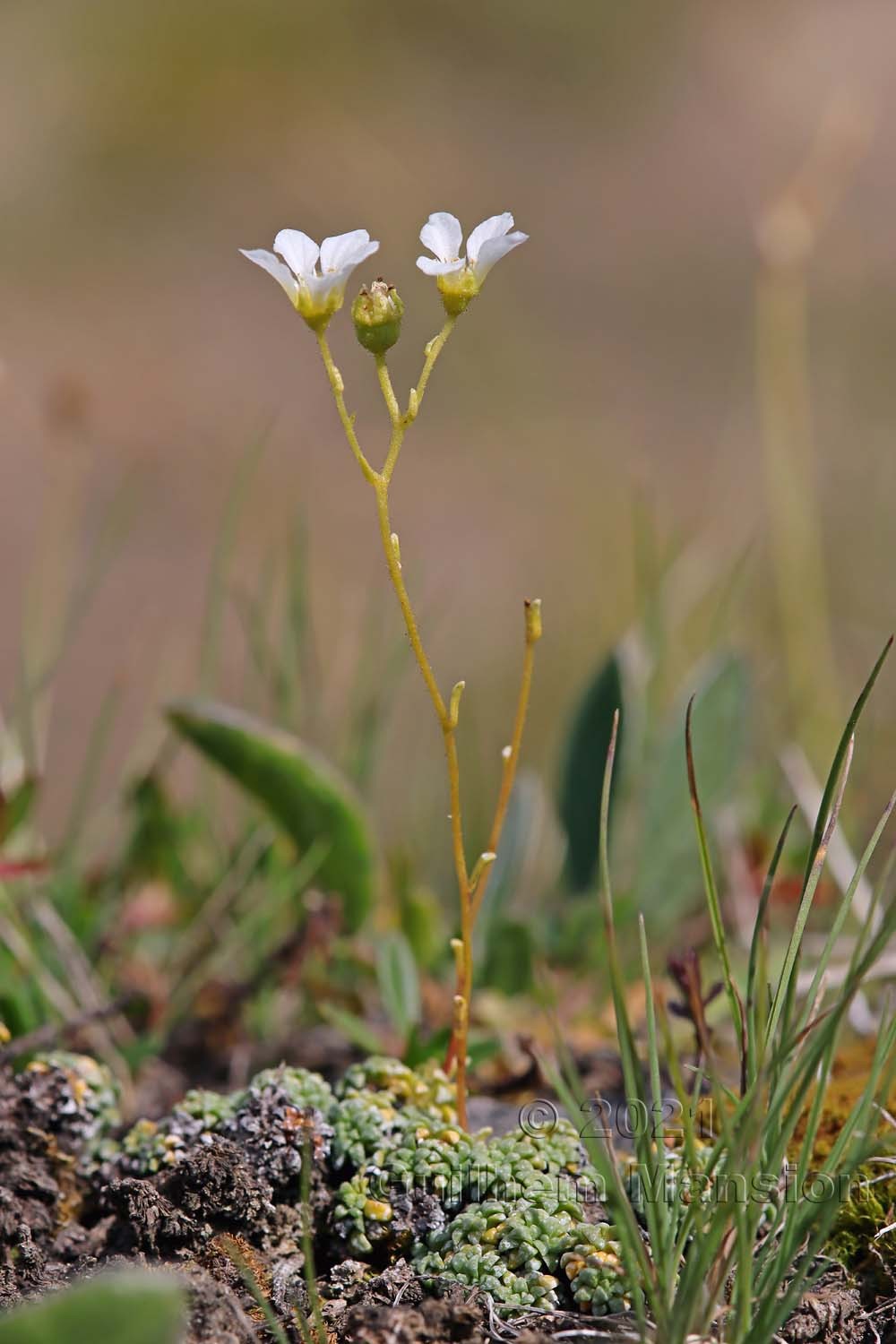 Saxifraga caesia