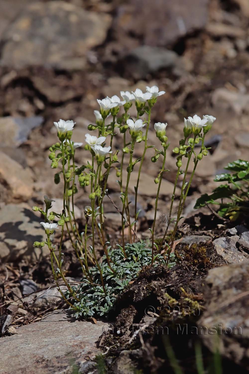 Saxifraga caesia