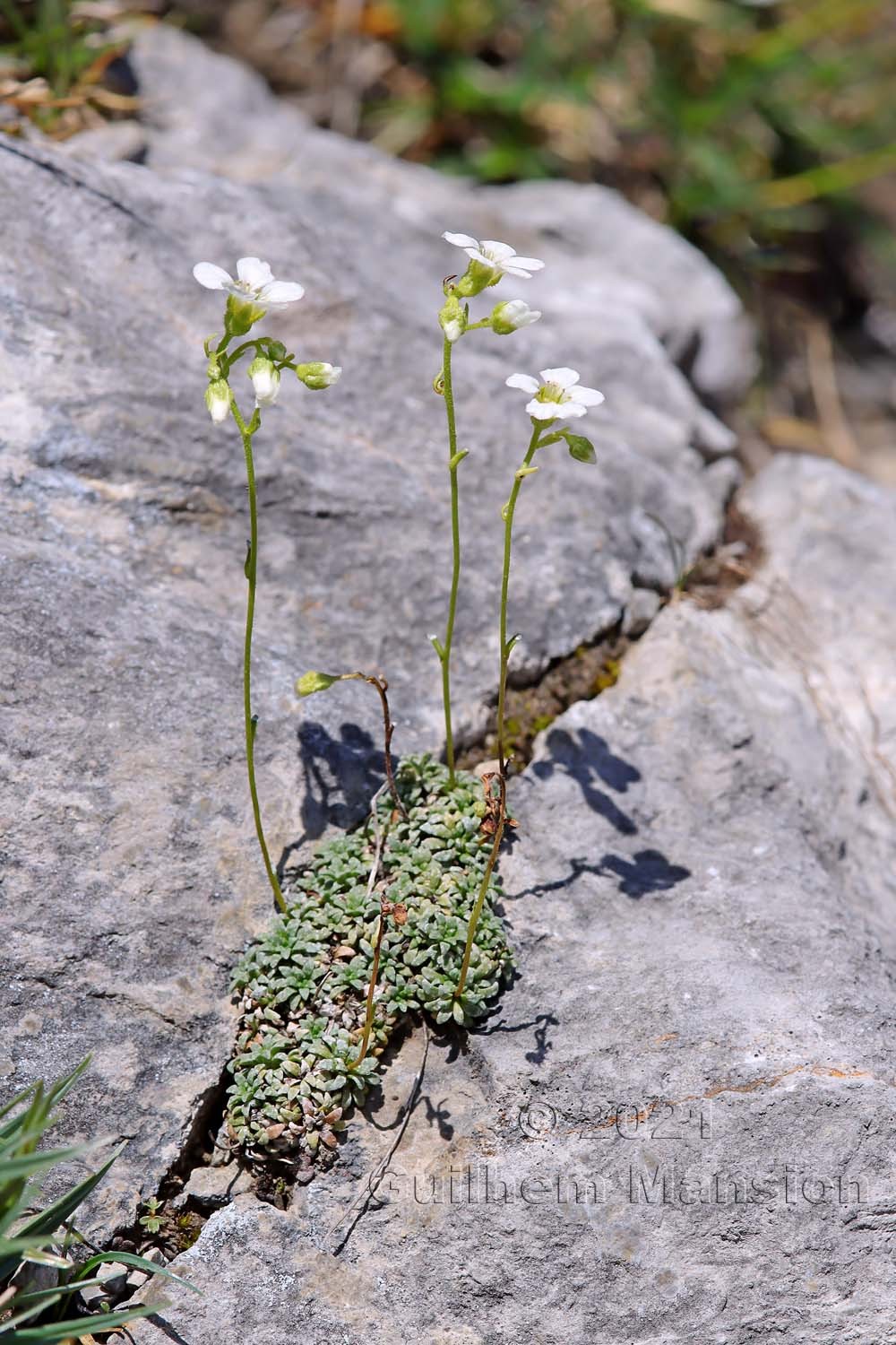 Saxifraga caesia