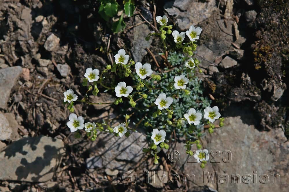 Saxifraga caesia