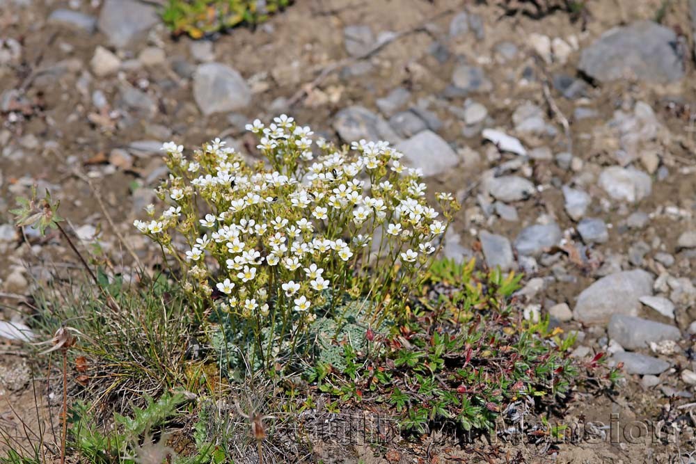 Saxifraga caesia