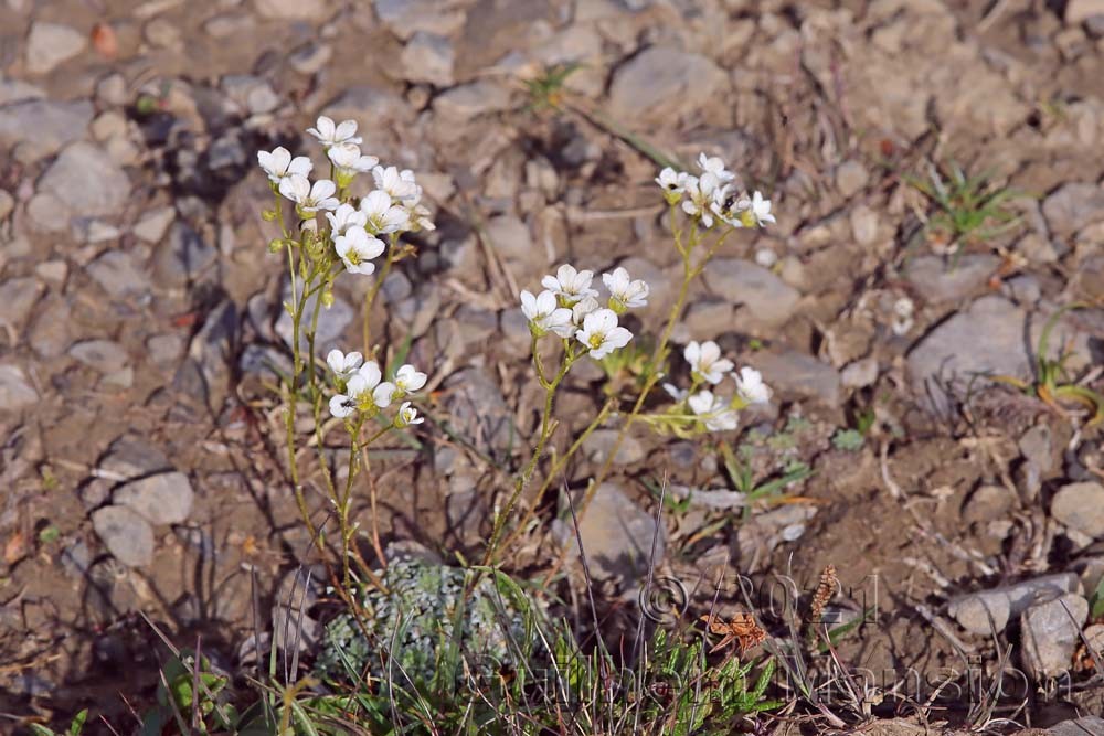 Saxifraga caesia