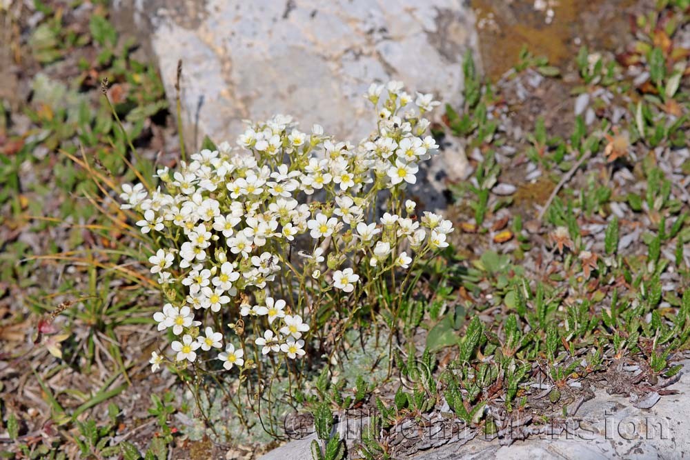 Saxifraga caesia