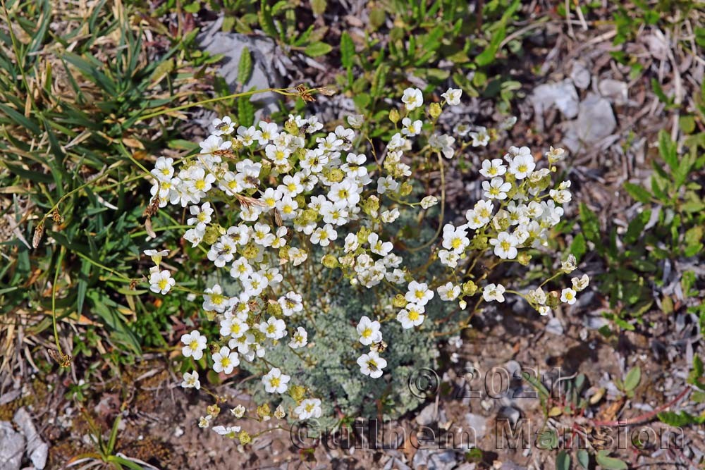 Saxifraga caesia