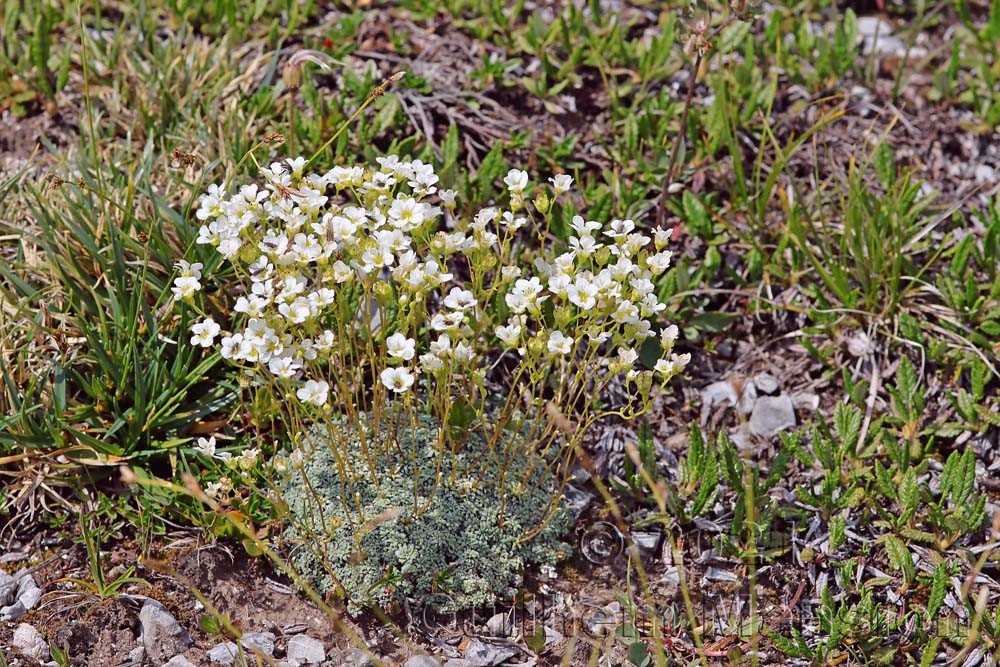 Saxifraga caesia