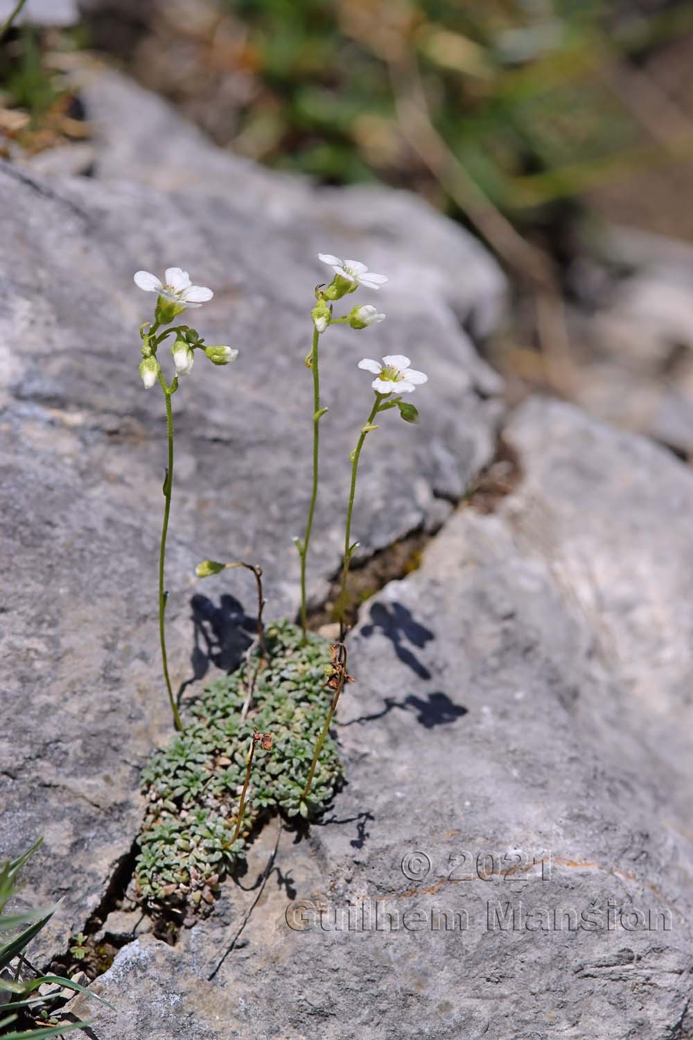 Saxifraga caesia